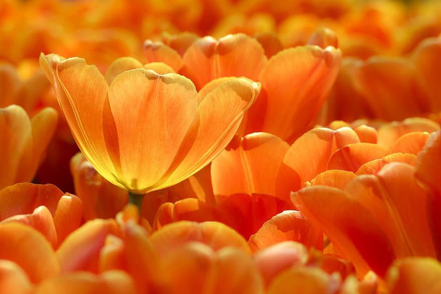 Tulips, Orange, Flowers, Petals, Orange Tulips, Orange Flowers, Orange Petals, Bloom, Blossom, Flora, Floriculture