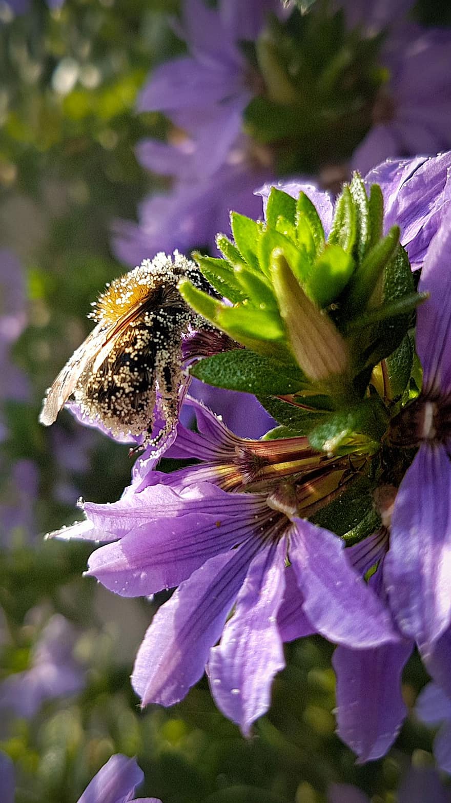 Mor çiçek, bal arısı, tozlaşma, Bahçe, çiçek, doğa, böcek, yabanarısı, makro, polen, bitki örtüsü