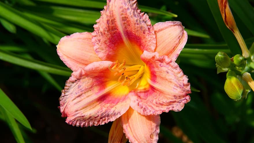 Daylily, Flower, Coral Daylily, Petals, Daylily Petals, Blossom, Bloom, Flora