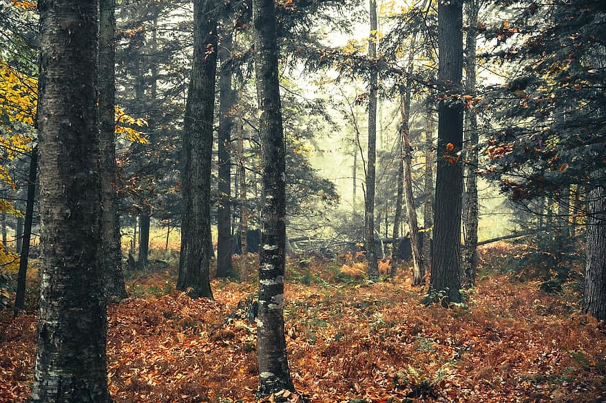 森林、霧の森、森の中、自然、秋