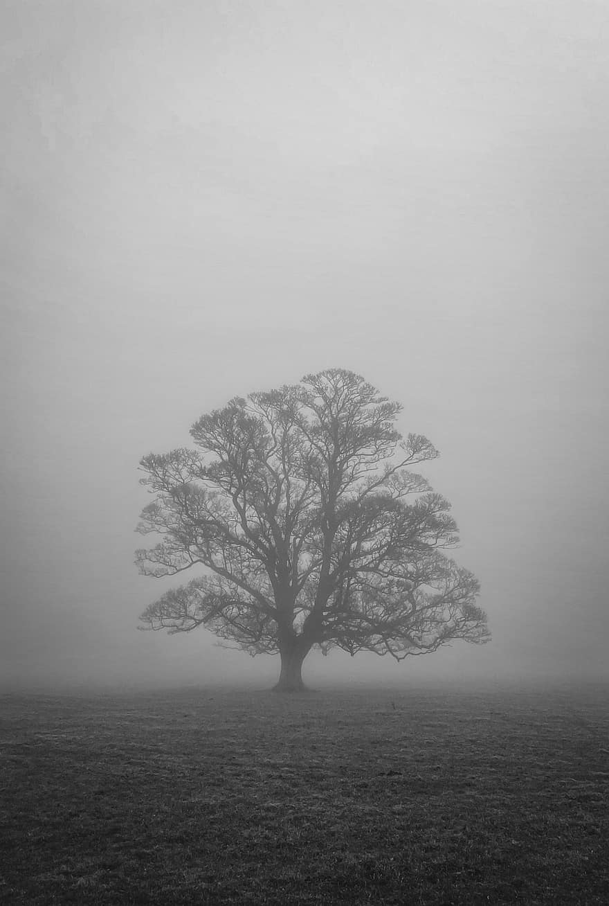 naturaleza, árbol, monocromo, al aire libre, rural, en blanco y negro, roble, estado animico, niebla, Inglaterra, paisaje