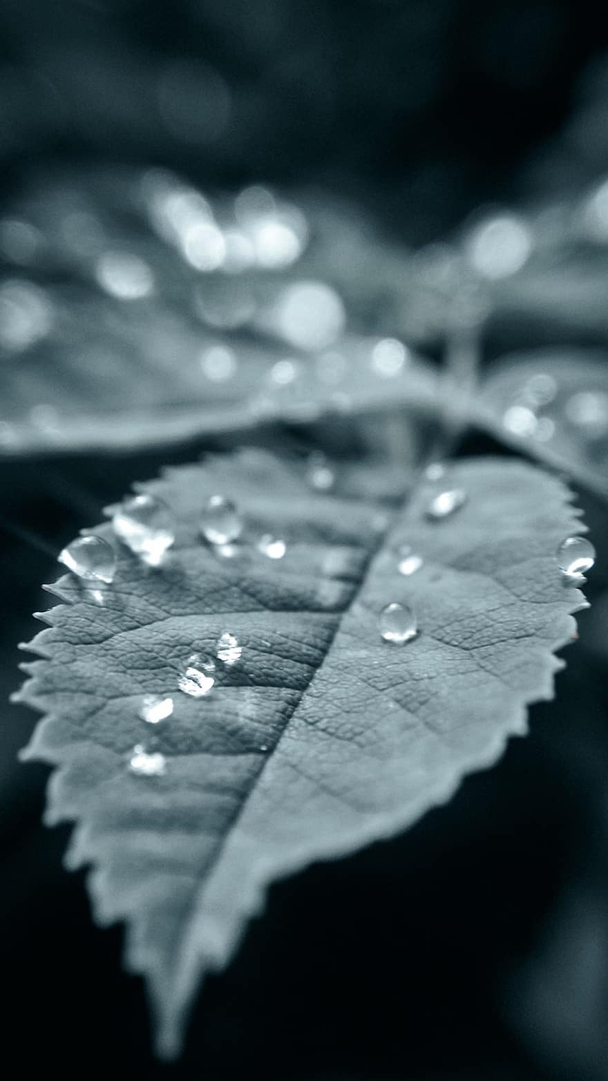 листа, изпускайте, дъжд, природа