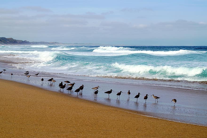 pantai, burung-burung, ombak, laut, di luar rumah, samudra, garis pantai, air, pasir, biru, gelombang