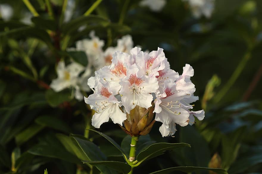 rhododendron, hvide blomster, blomster, blomstre, flor, have, landskab, blad, plante, tæt på, blomst