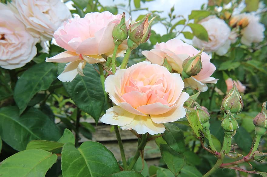 Роза, цветок, сад, розовый, завод, цветение, почки, розовый куст, куст, садоводство, Флора