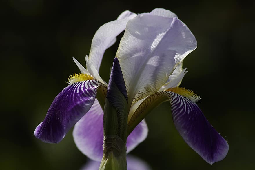 giglio di spada, iris, iris barbuto, fiore viola, fiore, fiorire, fioritura, flora, avvicinamento, pianta, petalo