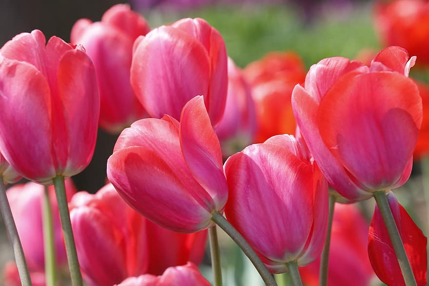 tulipaner, blomster, hage, rosa blomster, blomst, blomstre, flora, hagebruk