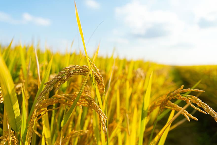селско стопанство, Оризово поле, Земеделие, оризови зърна, макро