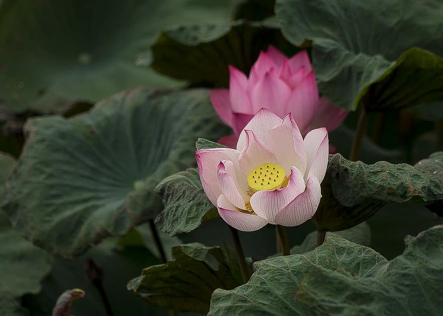 Lotus, leuchtende Farben, Kühler Duft, Blütenblätter