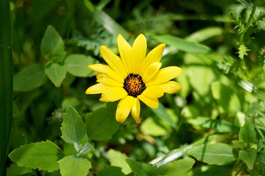 Heliopsis, Flower, Plant, Yellow Flower, Petals, Bloom, Leaves, Nature