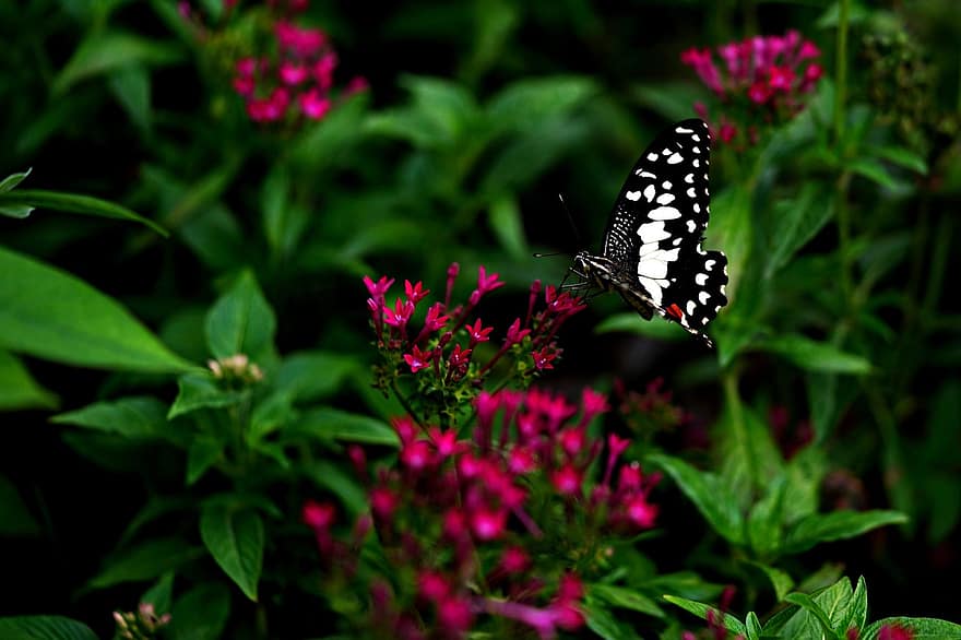 липова пеперуда, пеперуда, цветя, насекомо, крила, растение, едър план, цвете, лято, зелен цвят, многоцветни