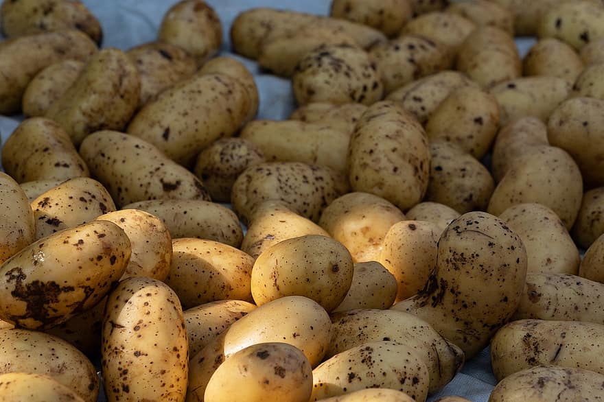 kentang, Sayuran, tanaman akar, makanan, kesegaran, kentang mentah, sayur-mayur, pertanian, merapatkan, organik, makan sehat