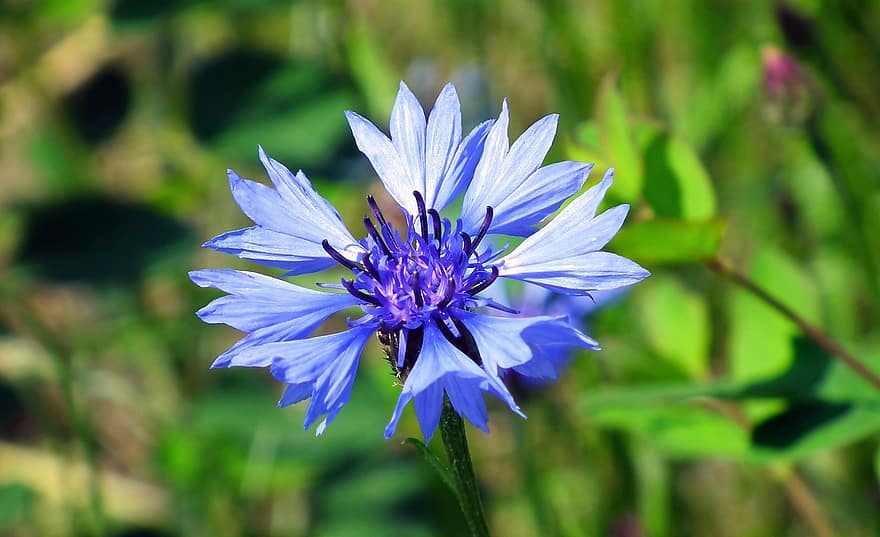 Cornflowers, Flower, Blue, Nature, Plants, The Delicacy, Blooming, Spring, Closeup