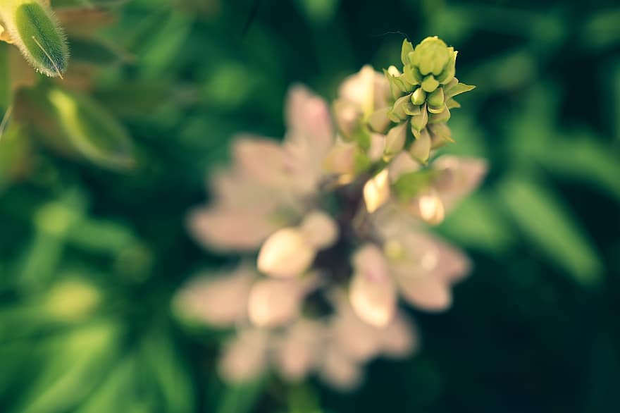 Lupin, Flower, Nature, Garden, Summer, Blossom