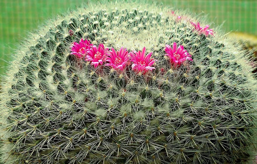 cactus, fiori, rosa, picchi, in vaso, piante, pianta, avvicinamento, botanica, spina, pianta succulenta