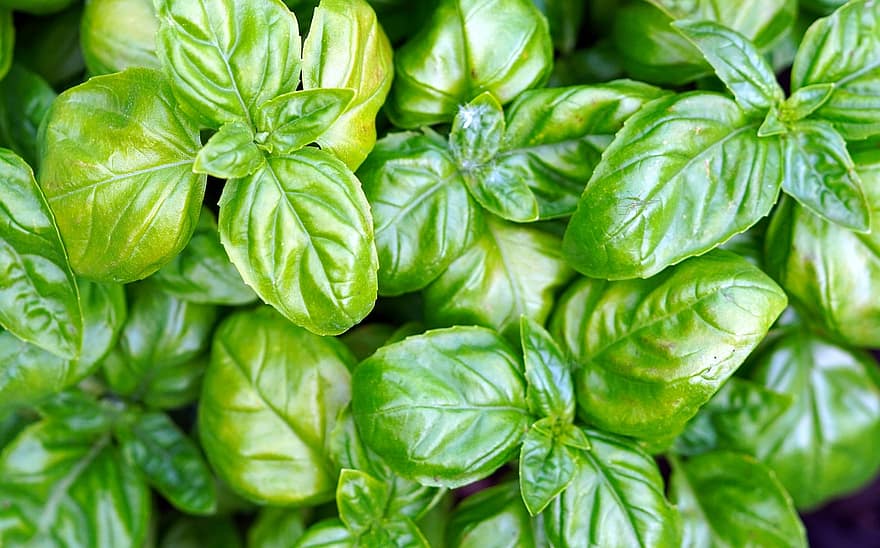 Basil, Herbs, Plants, Garden, leaf, freshness, food, close-up, green color, plant, herb