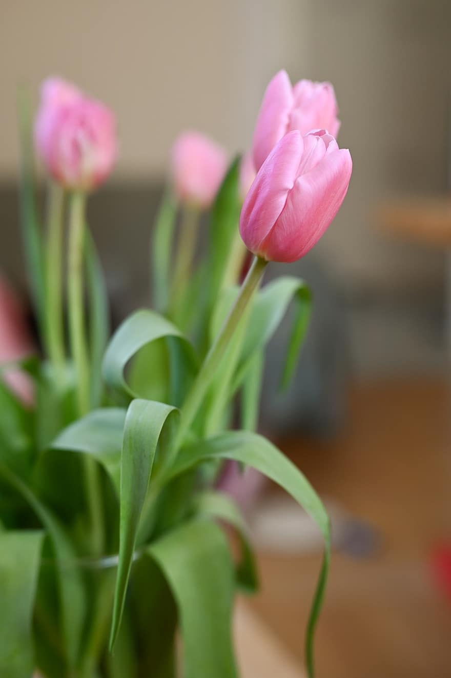 tulipaner, blomster, petals, bukett, floral arrangement, blomstre, blomst, vår, flora, natur