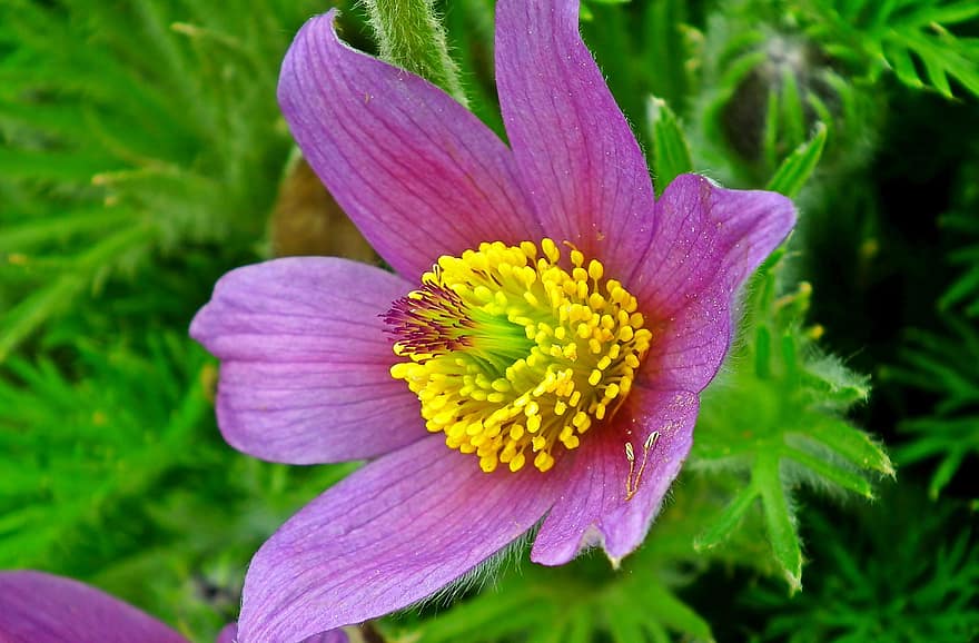pasqueflower, bunga, menanam, sasanka, pulsatilla vulgaris, bunga ungu, berkembang, mekar, flora, taman, alam