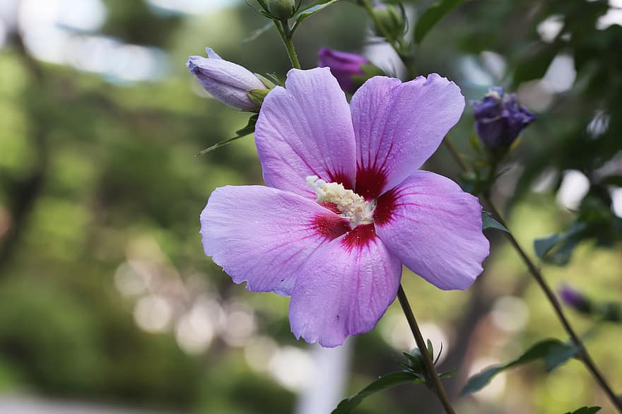 Rosa de sharon, flor, Corea, naturaleza, de cerca, planta, pétalo, verano, cabeza de flor, hoja, púrpura