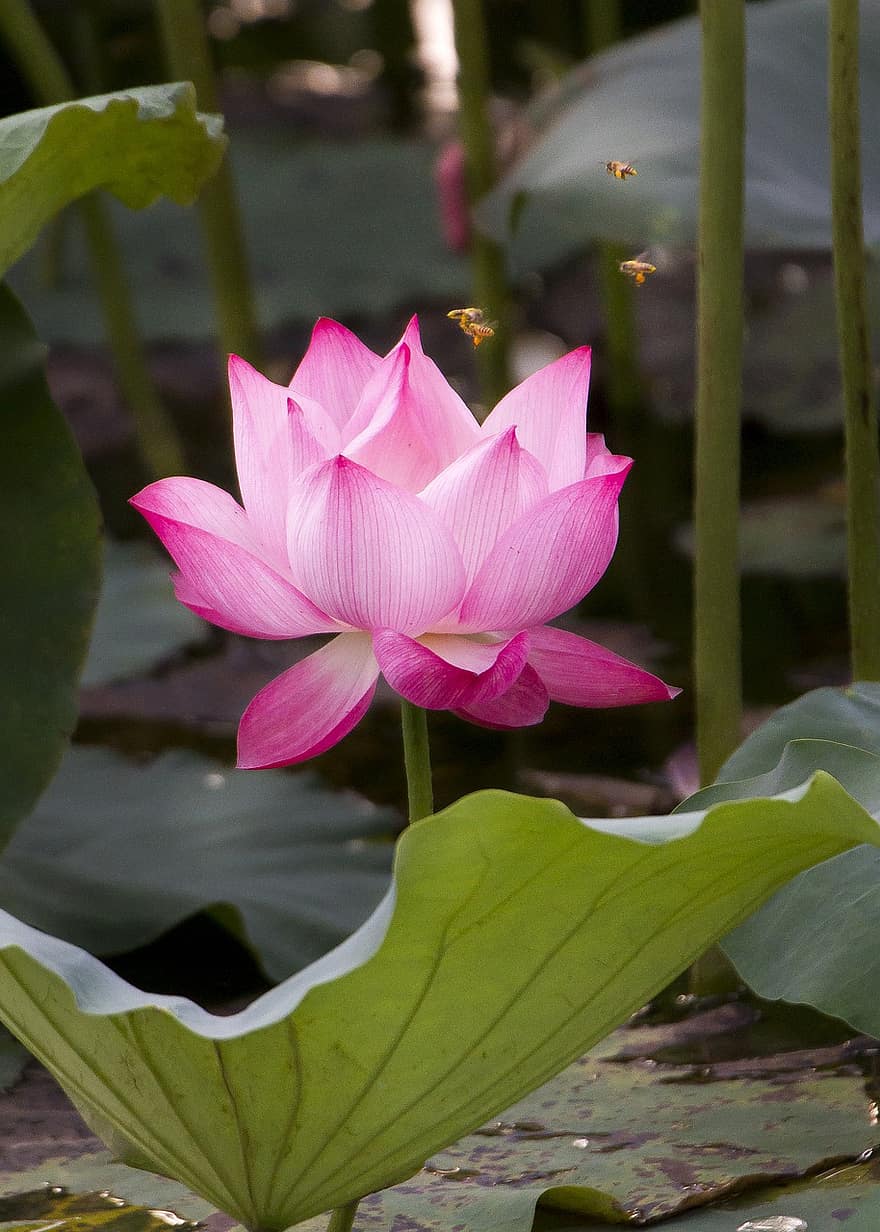 Lotus, Flower, Plant, Petals, Water Lily, Leaf, Bloom, Blossom, Aquatic Plant, Flora, Pond