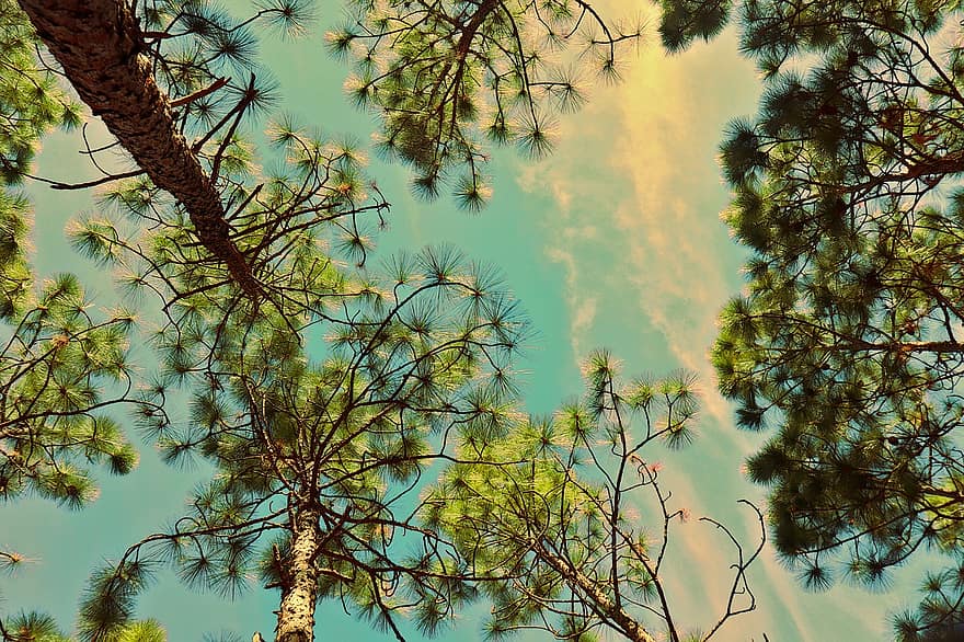 πεύκο, δέντρο, δέντρα, δάσος, πράσινος, φύση, σύννεφα, ουρανός, αειθαλής, φύλλο, καλοκαίρι