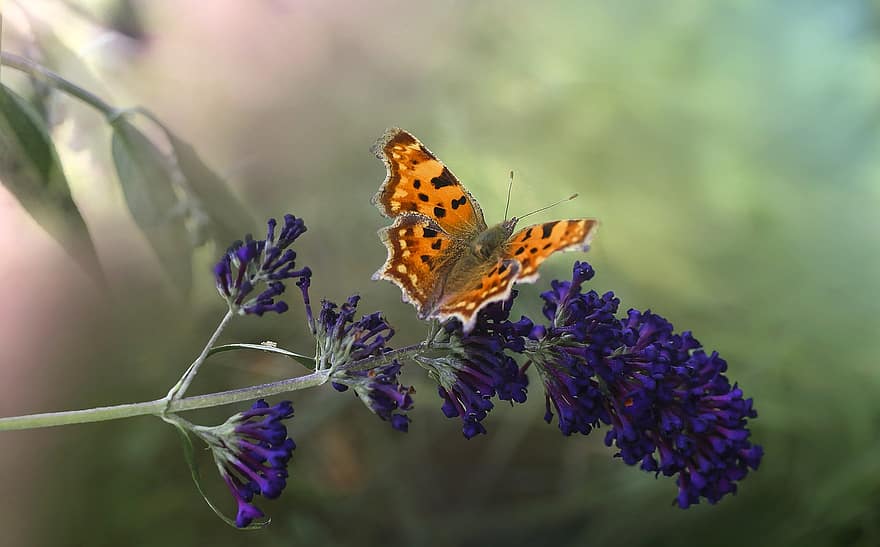 пеперуда, насекомо, буболечка, крила, цветя, листенца, природа, животно, цветен, боке