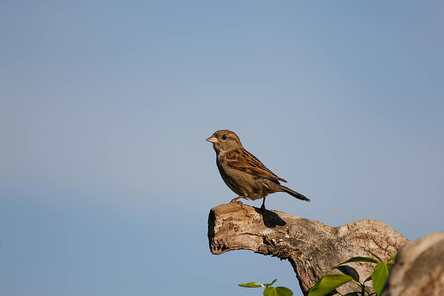 Bird, Sparrow, Sperling, Feathers, Plumage, Songbird, Bill