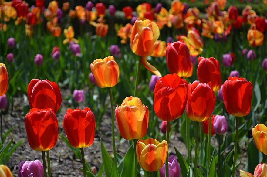 květiny, tulipány, okvětní lístky, pole, louka, záhon, barvitý, flóra, květinový