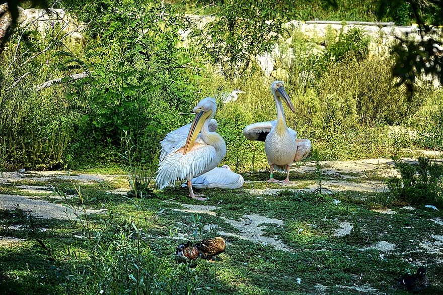 Frankrig, pelikaner, dyreliv, fuglepark, Villars Les Dombes, fugle, søen, næb, fjer, dyr i naturen, græs