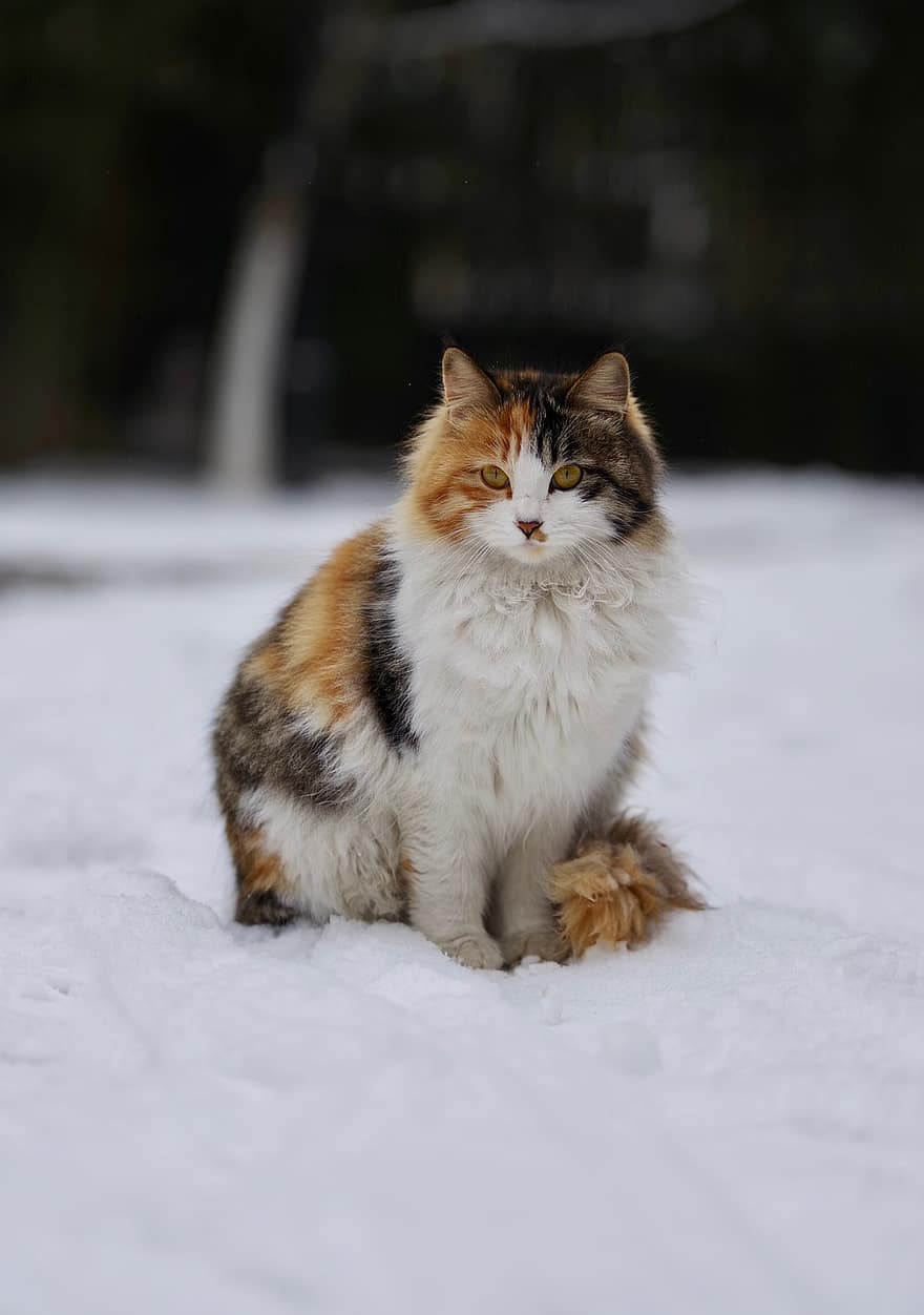 mèo tam thể, con mèo, vật nuôi, thú vật, tuyết, mùa đông, lông thú, mèo con, trong nước