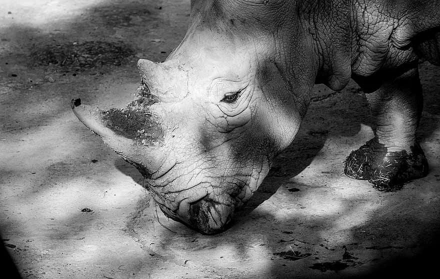 носорог, животное, живая природа