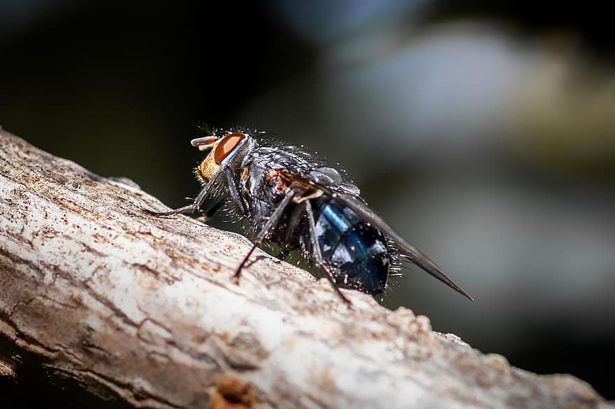 Fly, Insect, Wood, Animal, Nature, Macro