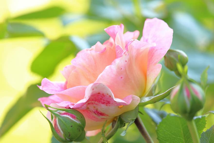 roos, bloesem, bloeien, tuin-, schoonheid, rose bloei, Rozenstruik, natuur, bloemblaadjes, romance, rozeknop