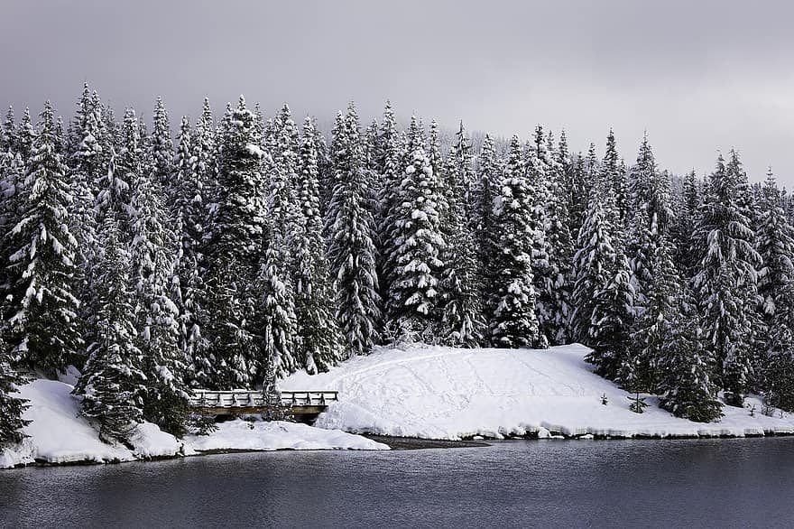natur, træer, vinter, sne, bro
