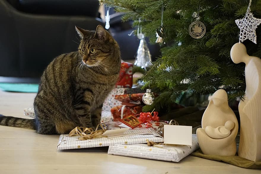 arbre de Nadal, gat, regals, felí