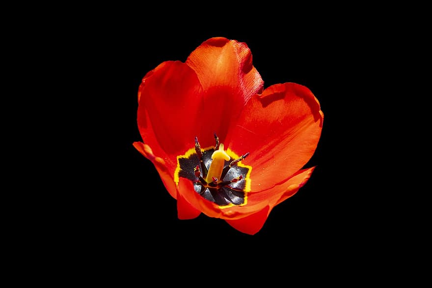 tulipán, květ, rostlina, kvetoucí, flóra, oranžová květina, oranžové okvětní lístky, Příroda