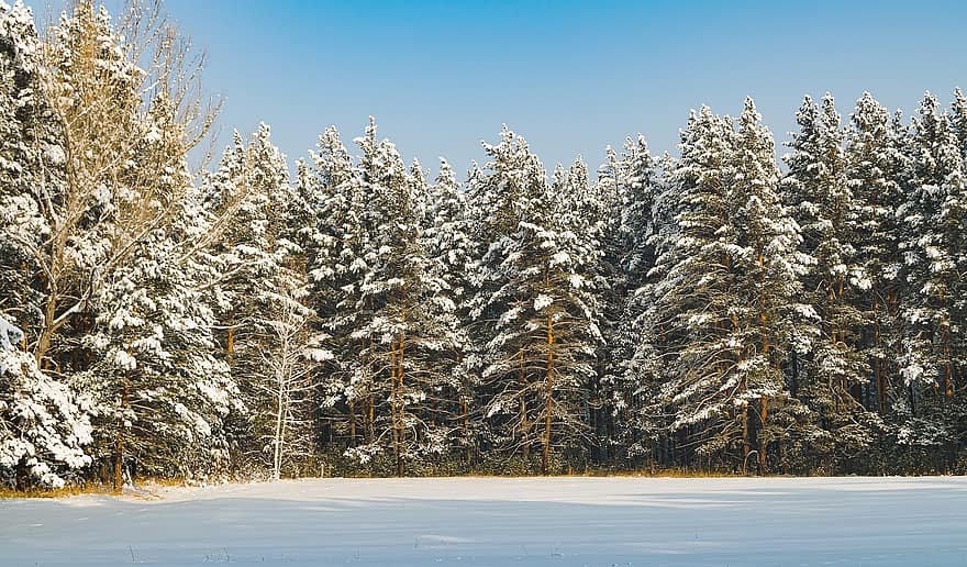 drzewa, Oddział, Las, las, mróz, śnieg, zimowy, Natura, na dworze, piękno, lód