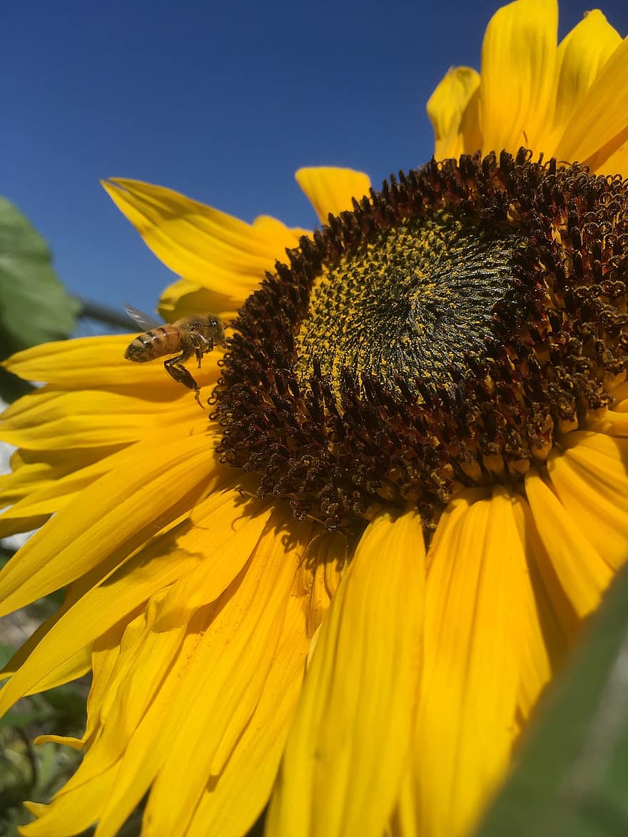 слънчоглед, цвете, растение, листенца, пчела, насекомо