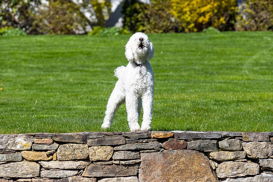 perro, mascota, patio interior, perro blanco, animal, canino, mascotas, linda, perro de raza pura, perrito, hierba