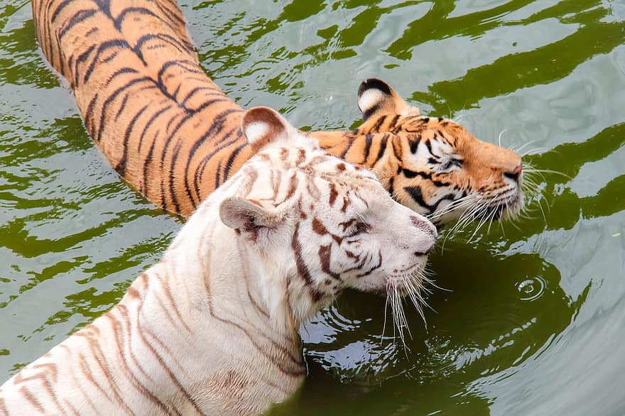Tiger, Schwimmen, Im Wasser spielen, Fluss, Tierwelt, bengalischer Tiger, gestreift, Tiere in freier Wildbahn, undomestizierte Katze, katzenartig, große Katze