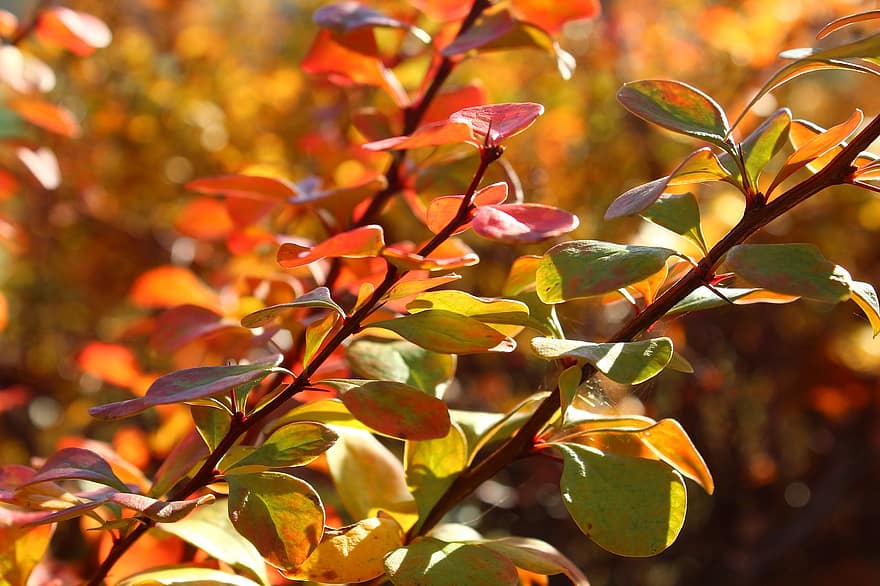 bérberis, sai, outono, folhas de outono, folhagem, ramo, árvore, plantar, natureza