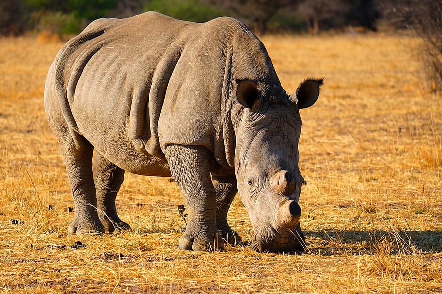 rinoceronte, cuerna, safari, animal, fauna