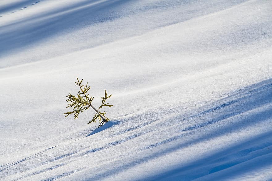 hivern, neu, planta, naturalesa, fred, gelades, vent de neu, Alps, brunni, cantó de schwyz, suïssa