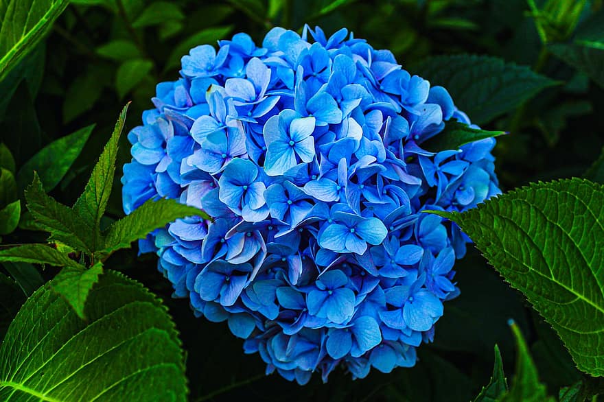 hortensia, blomster, anlegg, blå blomster, petals, blomst, blader, hage, natur