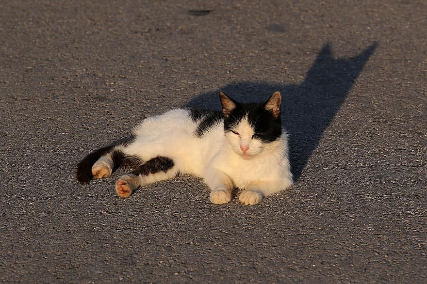 kočka, zvíře, domácí zvíře, pokládání, ulice, odpočívá, západ slunce, domácí mazlíčci, roztomilý, domácí kočka, Kočkovitý