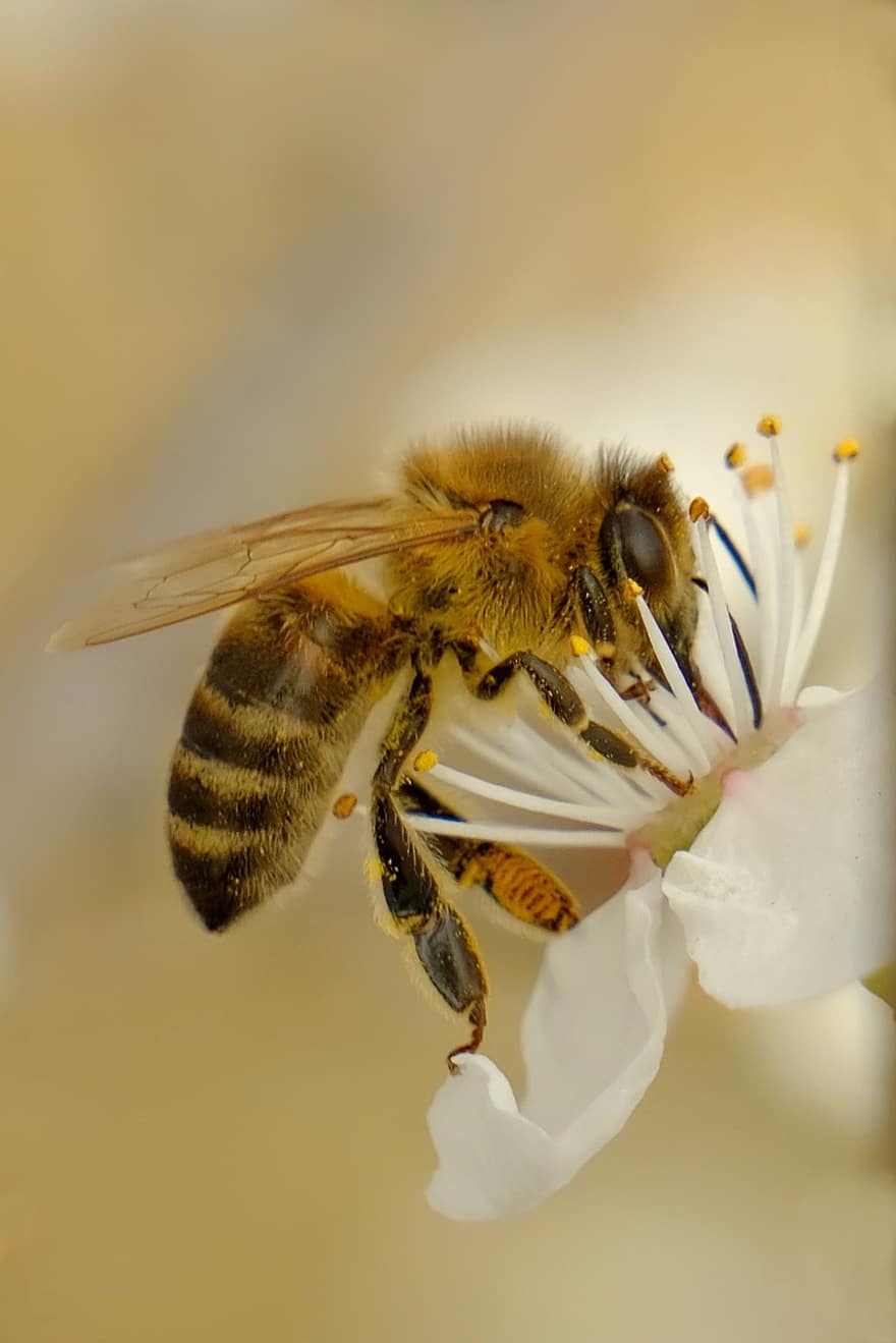 tapeta na telefon, pszczoła miodna, kwiaty, białe kwiaty, owad, pszczoła, wiosna, kwiat, Natura, makro, zbliżenie