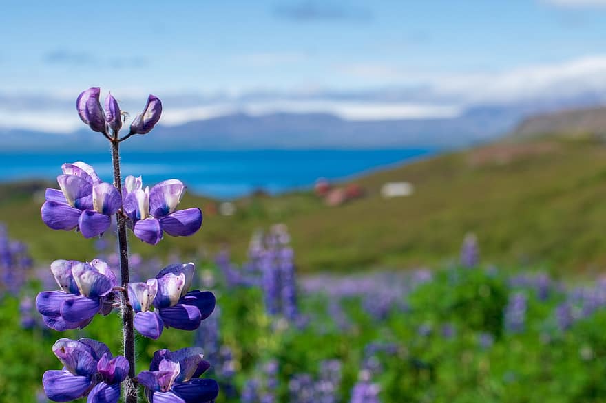 лупина, цвете, пейзаж, природа, лято, Исландия, вода, цвят, разцвет, флора, наблизо