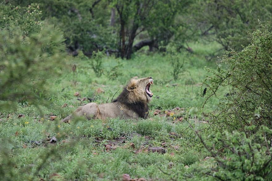 aslan, hayvan, yele, memeli, yırtıcı hayvan, yaban hayatı, safari, hayvanat bahçesi, vahşi yaşam fotoğrafçılığı, çöl, kapatmak