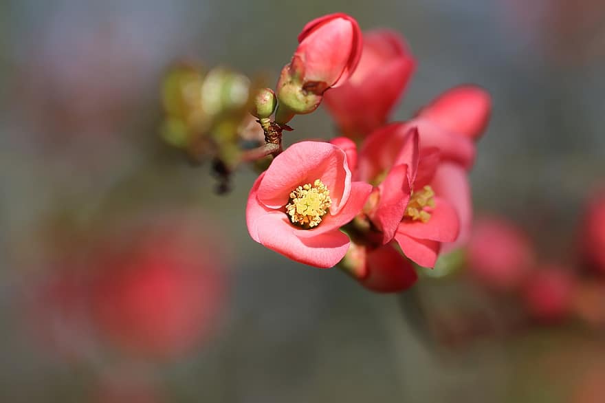 日本のマルメロ、フラワーズ、ブランチ、木、春、芽、赤い花、工場、咲く、花、庭園