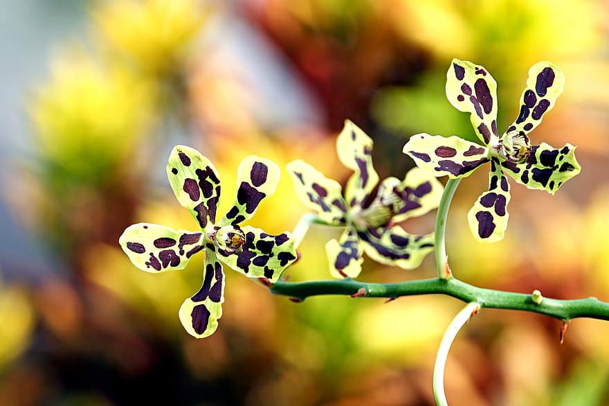 Orchidee, Blumen, Pflanze, Papua Orchidee, Grammatophyllum scriptum, Blütenblätter, blühen, Nahansicht, Blatt, grüne Farbe, Ast
